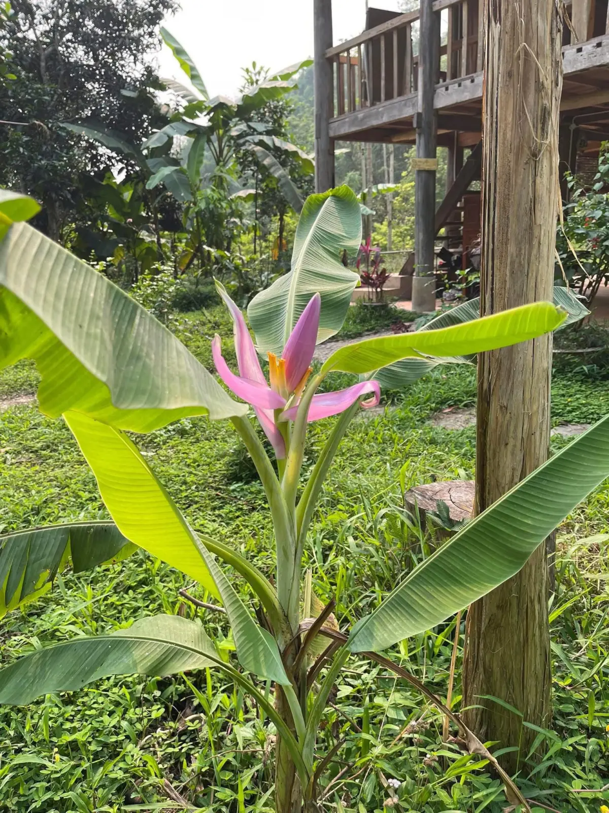 Tuyết Đặng cover